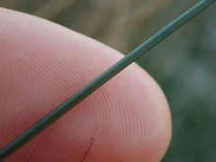 Juncus distegus