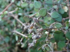 Chenopodium allanii