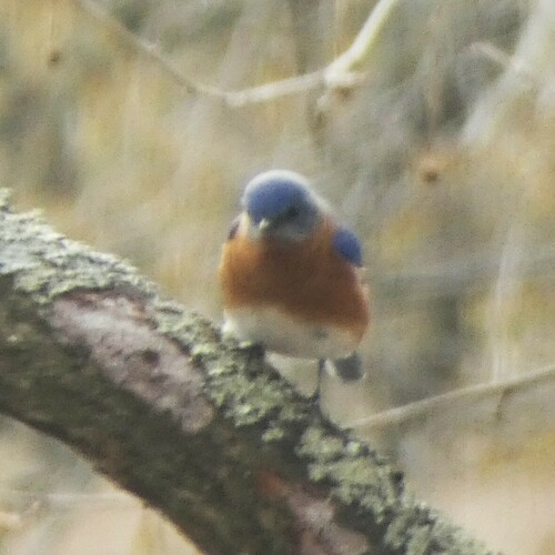 Eastern Bluebird photographed in West Virginia