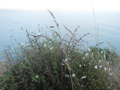 Wahlenbergia akaroa