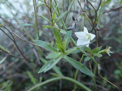 Wahlenbergia akaroa