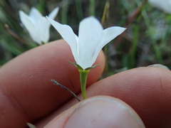 Wahlenbergia akaroa