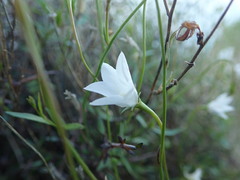Wahlenbergia akaroa