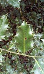 Ilex aquifolium