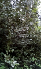 Ilex aquifolium