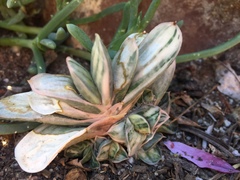 Gasteria