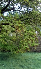 Quercus robur