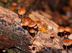Kuehneromyces brunneoalbescens