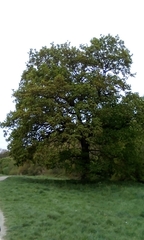 Quercus robur