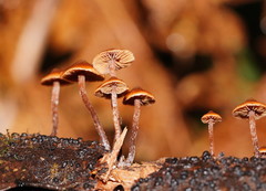 Kuehneromyces brunneoalbescens