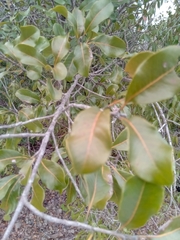 Capurodendron