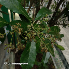Photinia benthamiana