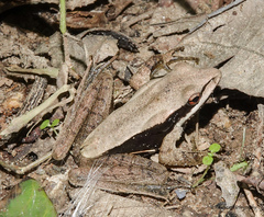 Clinotarsus alticola