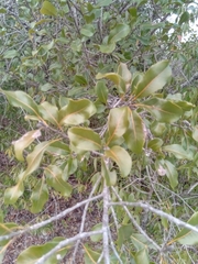 Capurodendron