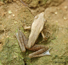 Clinotarsus alticola