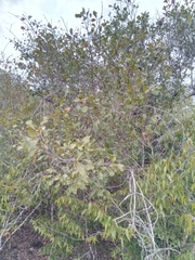 Capurodendron