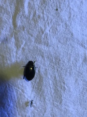 Thermonectus basillaris