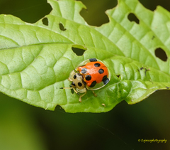 Basiprionota decemmaculata