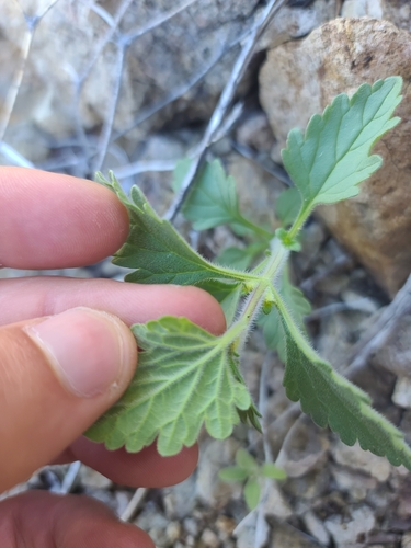 Image of Southwestern Mock Vervain (Glandularia gooddingii) by no rights reserved