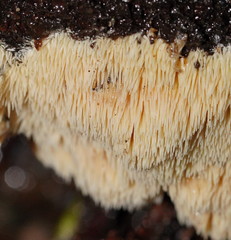 Dentipellicula leptodon