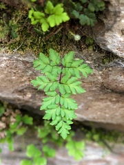 Oeosporangium