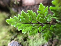 Oeosporangium