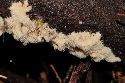 Dentipellis separans