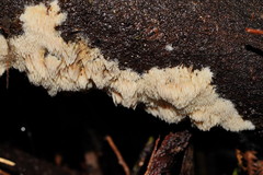 Dentipellicula leptodon