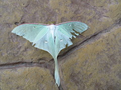 Actias