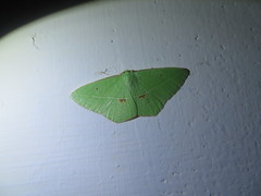 Tanaoctenia haliaria