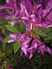 Rhododendron