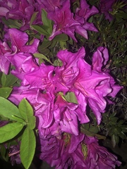 Rhododendron