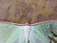 Actias