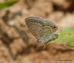 Catochrysops panormus