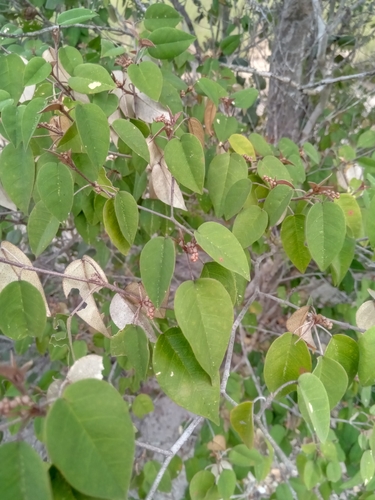 Croton boinensis