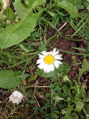 Bellis perennis