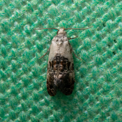 Eugnosta erigeronana