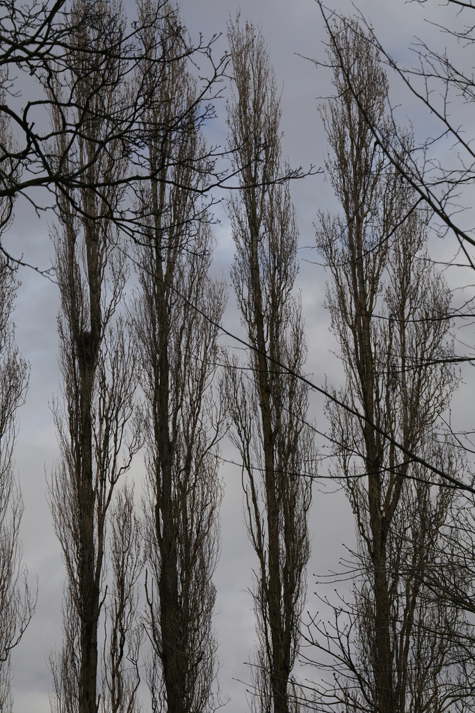 Lombardy Poplar from Court Hey Park, Roby Road, Huyton, Liverpool