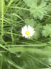 Bellis perennis