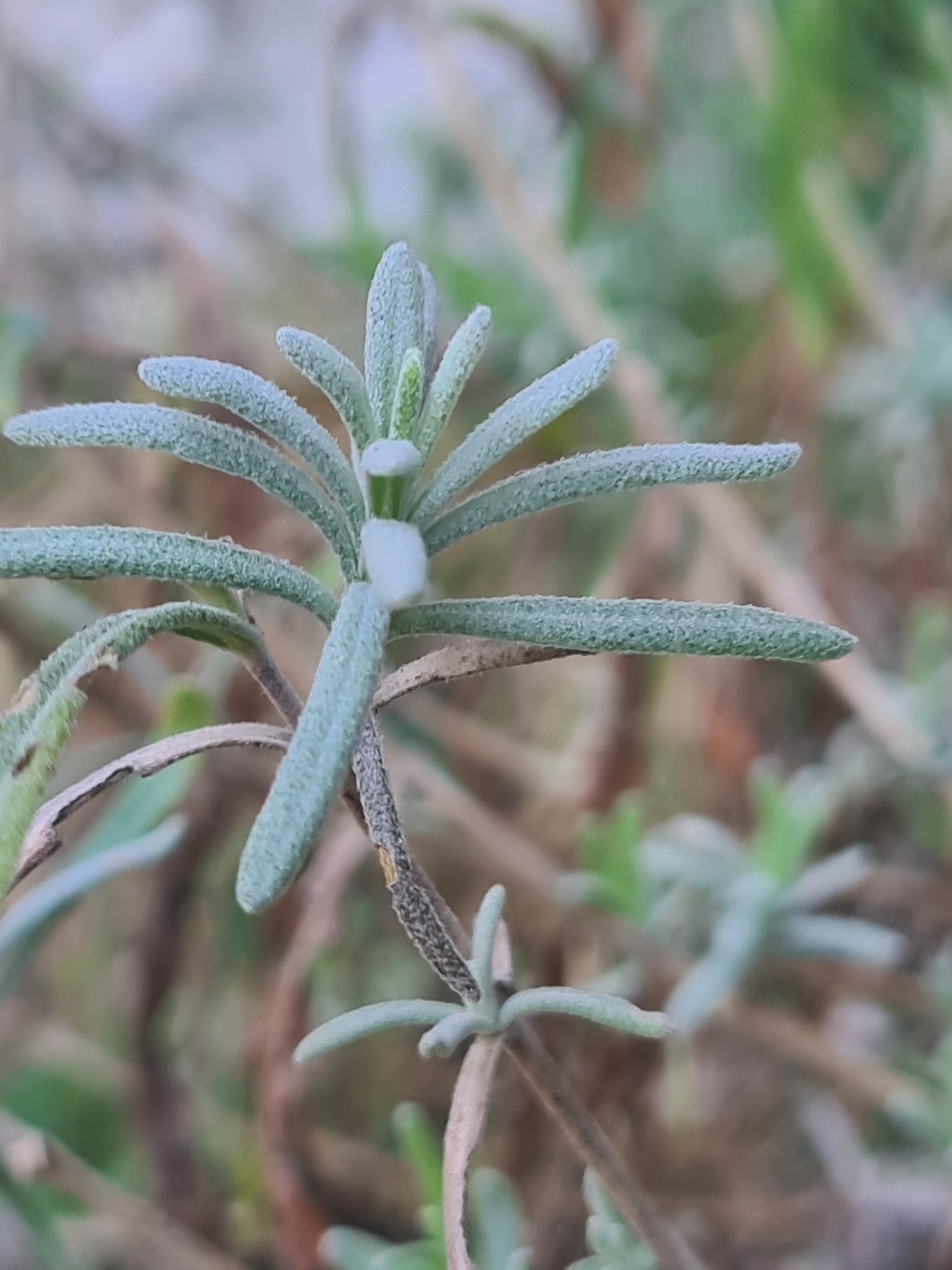 Imagem de Lavanda