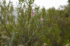 Polygala virgata virgata