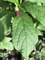 Scopolia carniolica
