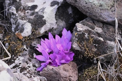 Colchicum feinbruniae