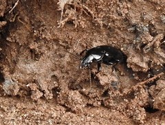 Pterostichus mutus