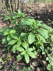 Scopolia carniolica
