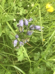 Hyacinthoides hispanica