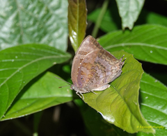 Arhopala centaurus nakula