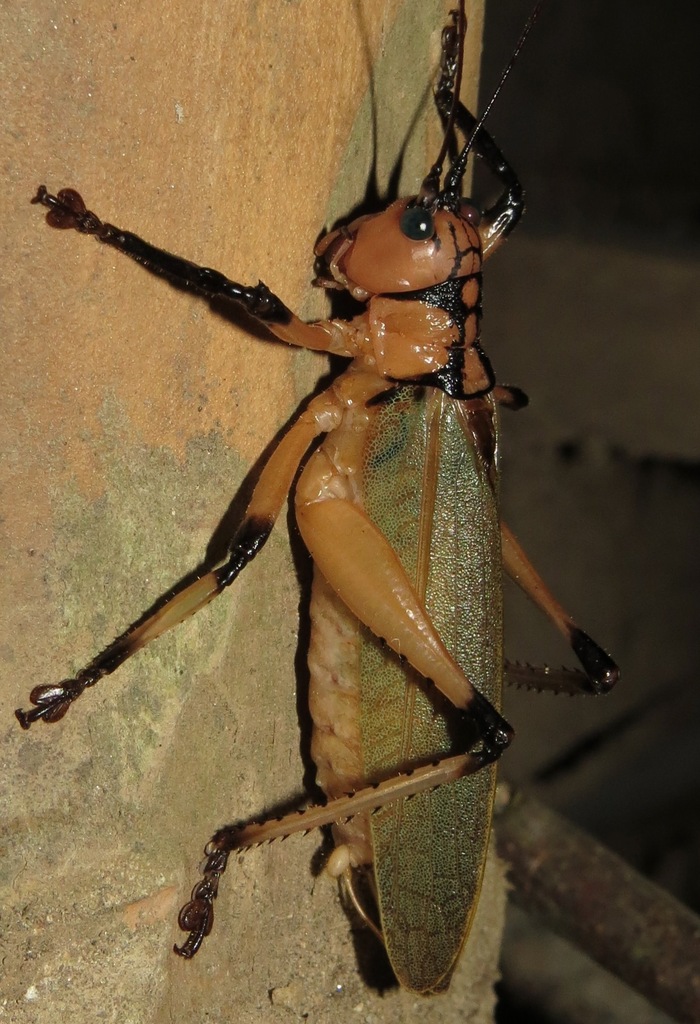 Melanonotus atrogeniculatus
