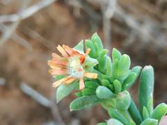 Delosperma fredericii