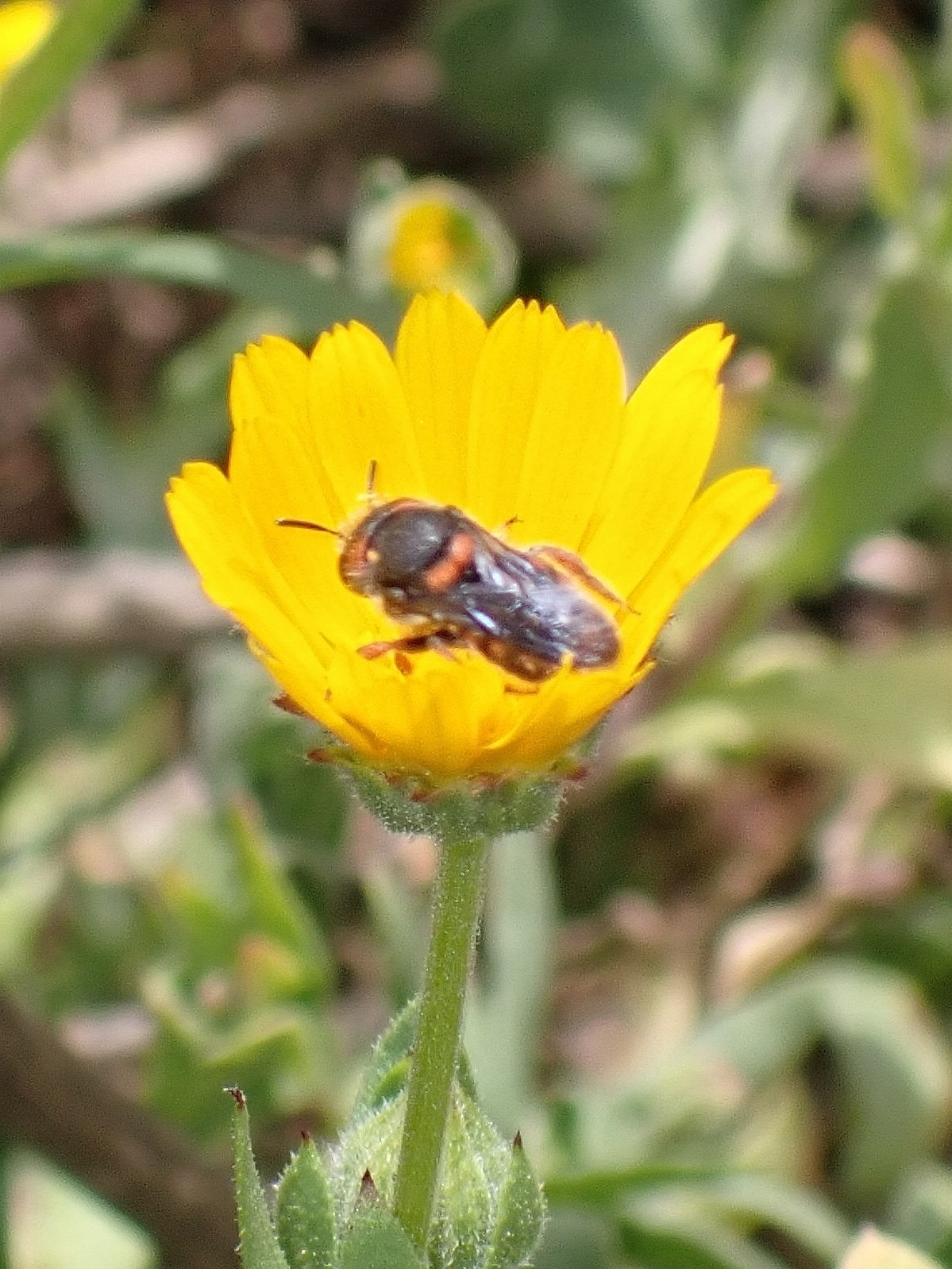 Pseudoanthidium canariense